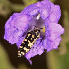 Acmaeodera solitaria