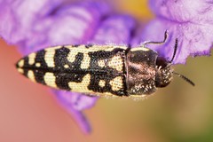 Acmaeodera solitaria