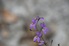 Stylidium violaceum