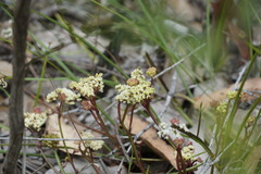 Platysace filiformis