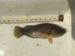 Pseudocrenilabrus philander