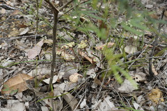 Platysace filiformis
