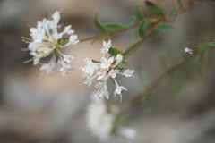 Pimelea sylvestris