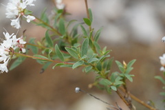 Pimelea sylvestris