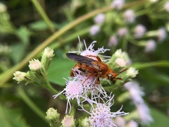 Phalerimeris madurensis