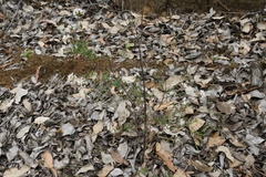 Pimelea sylvestris