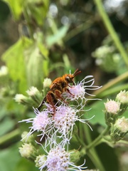 Phalerimeris madurensis