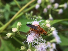 Phalerimeris madurensis