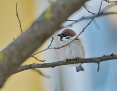 Passer montanus