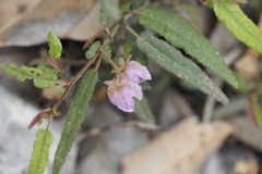 Thomasia paniculata