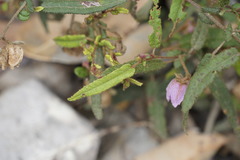 Thomasia paniculata