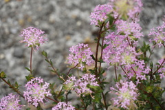Pimelea rosea