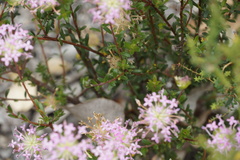 Pimelea rosea