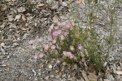 Pimelea rosea