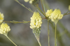 Comesperma flavum