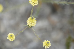 Comesperma flavum