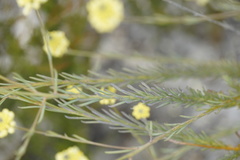 Comesperma flavum