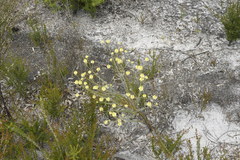 Comesperma flavum