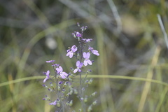 Stylidium violaceum