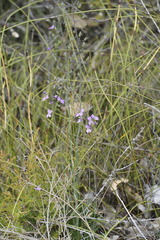 Stylidium violaceum