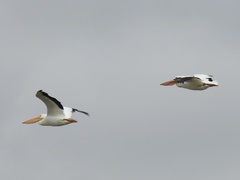 Pelecanus erythrorhynchos