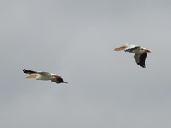 Pelecanus erythrorhynchos