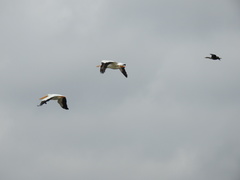 Pelecanus erythrorhynchos