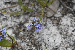 Lechenaultia expansa