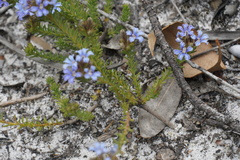 Lechenaultia expansa