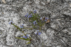 Lechenaultia expansa