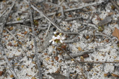 Stylidium guttatum