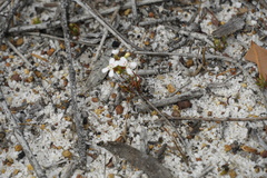 Stylidium guttatum