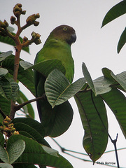 Geoffroyus geoffroyi