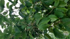 Allophylus racemosus