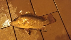 Lutjanus argentimaculatus