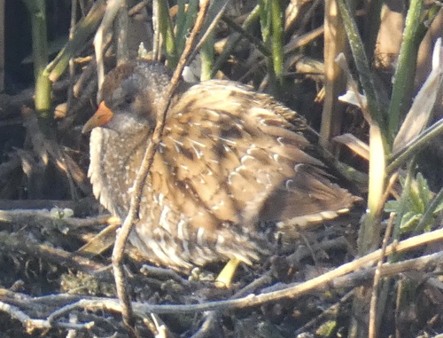 Spotted Crake, Boezemweg, Lexmond, Zuid-Holland, NL, photo 10 of 10