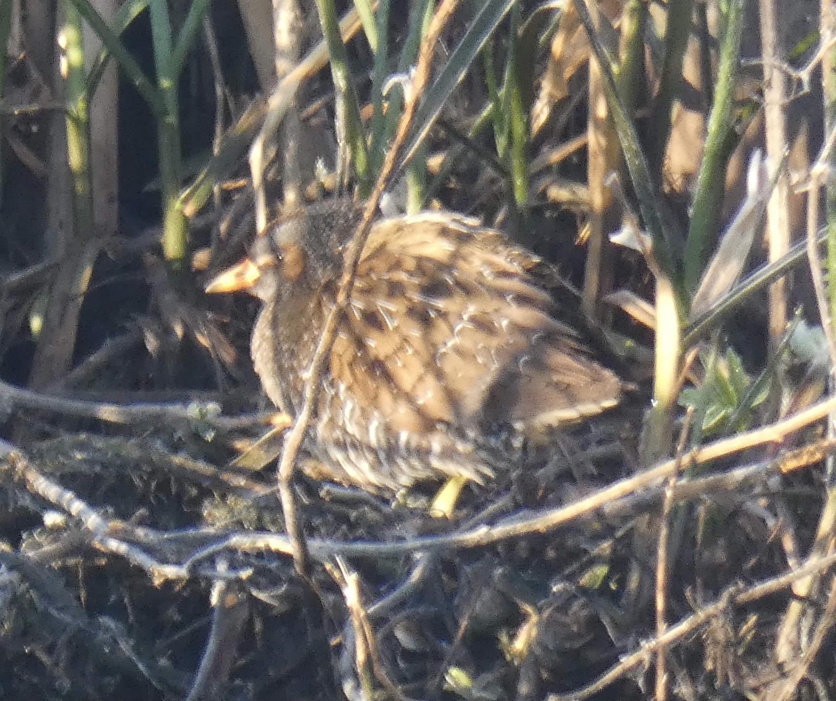 Spotted Crake