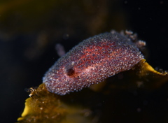Acanthodoris pilosa
