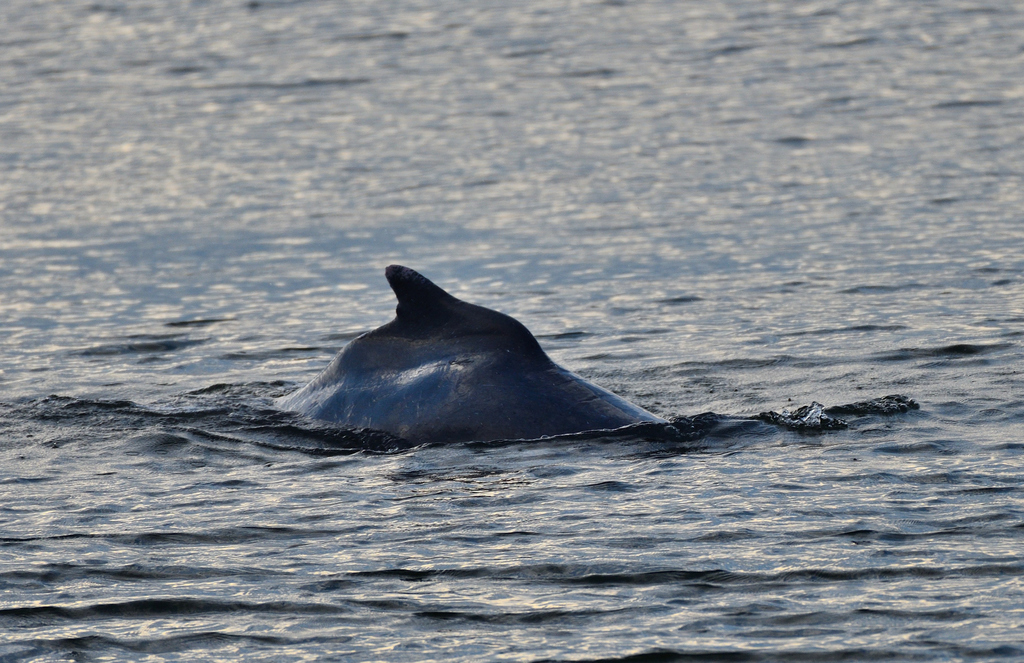 Humpback dolphin arching its back above the water