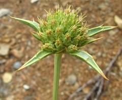 Eryngium pseudothoriifolium