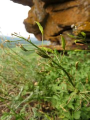 Smelowskia alba