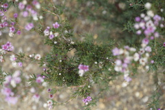 Verticordia plumosa
