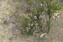 Verticordia plumosa