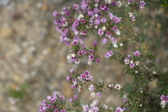 Verticordia plumosa