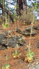 Eryngium pseudothoriifolium