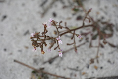 Stylidium assimile