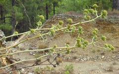 Eryngium pseudothoriifolium
