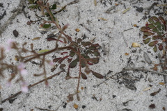 Stylidium assimile