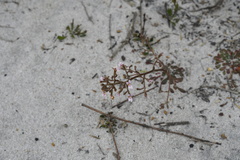Stylidium assimile