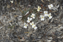 Stylidium piliferum